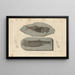 Recherches sur les poissons fossiles Pl. 140 - Louis Agassiz — framed artwork on a wall