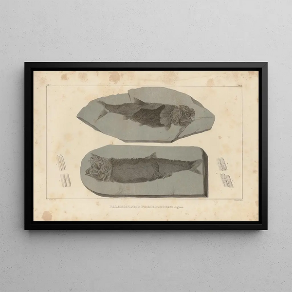 Recherches sur les poissons fossiles Pl. 140 - Louis Agassiz — framed artwork on a wall