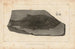 Recherches sur les poissons fossiles Pl141 - Louis Agassiz — artwork view