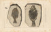 Recherches sur les poissons fossiles Pl151 - Louis Agassiz — artwork view