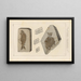 Recherches sur les poissons fossiles Pl152 - Louis Agassiz — framed artwork on a wall
