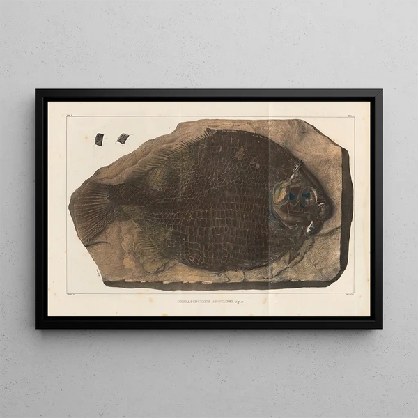 Recherches sur les poissons fossiles Pl154 - Louis Agassiz — framed artwork on a wall