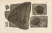 Recherches sur les poissons fossiles Pl155 - Louis Agassiz — artwork view