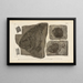 Recherches sur les poissons fossiles Pl155 - Louis Agassiz — framed artwork on a wall