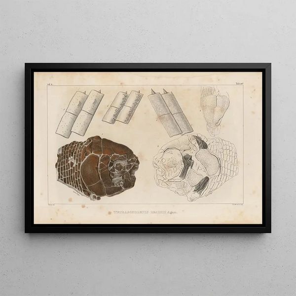 Recherches sur les poissons fossiles Pl158 - Louis Agassiz — framed artwork on a wall