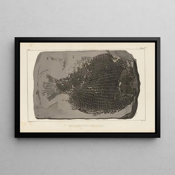 Recherches sur les poissons fossiles Pl159 - Louis Agassiz — framed artwork on a wall