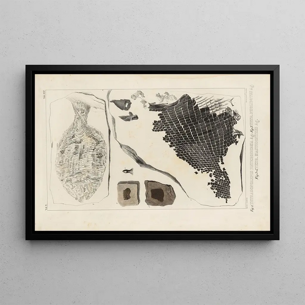 Recherches sur les poissons fossiles Pl160 - Louis Agassiz — framed artwork on a wall