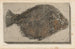 Recherches sur les poissons fossiles Pl163 - Louis Agassiz — artwork view