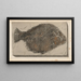 Recherches sur les poissons fossiles Pl163 - Louis Agassiz — framed artwork on a wall