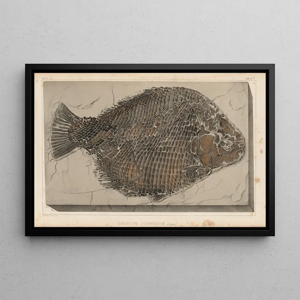 Recherches sur les poissons fossiles Pl163 - Louis Agassiz — framed artwork on a wall