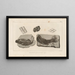 Recherches sur les poissons fossiles Pl167 - Louis Agassiz — framed artwork on a wall