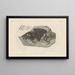 Recherches sur les poissons fossiles Pl169 - Louis Agassiz — framed artwork on a wall