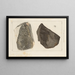 Recherches sur les poissons fossiles Pl170 - Louis Agassiz — framed artwork on a wall