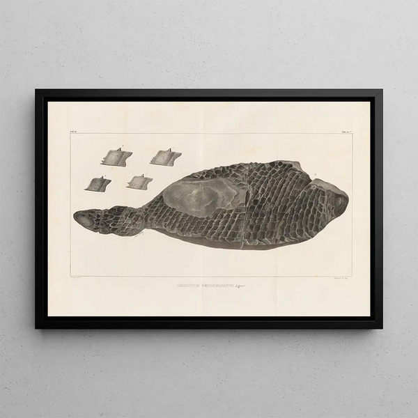 Recherches sur les poissons fossiles Pl174 - Louis Agassiz — framed artwork on a wall