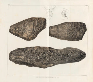 Recherches sur les poissons fossiles - Louis Agassiz — artwork view