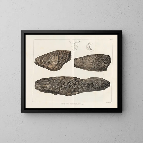 Recherches sur les poissons fossiles - Louis Agassiz — framed artwork on a wall