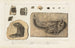 Recherches sur les poissons fossiles Pl. 176 - Louis Agassiz — artwork view