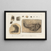 Recherches sur les poissons fossiles Pl. 176 - Louis Agassiz — framed artwork on a wall