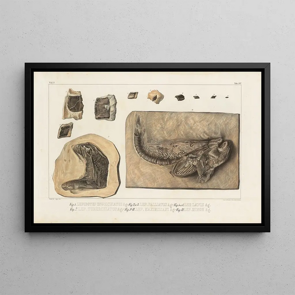 Recherches sur les poissons fossiles Pl. 176 - Louis Agassiz — framed artwork on a wall