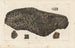 Recherches sur les poissons fossiles Pl. 178 - Louis Agassiz — artwork view