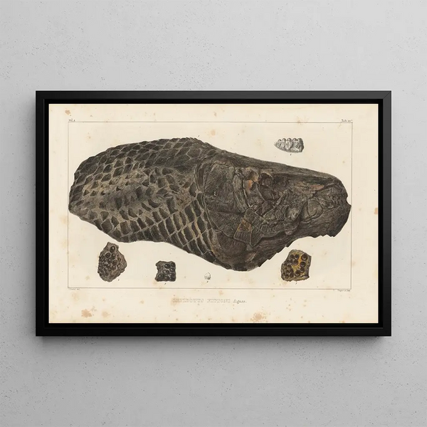 Recherches sur les poissons fossiles Pl. 178 - Louis Agassiz — framed artwork on a wall