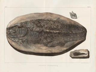 Recherches sur les poissons fossiles - Louis Agassiz — artwork view