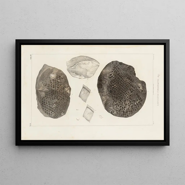 Recherches sur les poissons fossiles Pl185 - Louis Agassiz — framed artwork on a wall