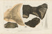 Recherches sur les poissons fossiles Pl187 - Louis Agassiz — artwork view
