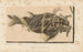 Recherches sur les poissons fossiles Pl188 - Louis Agassiz — artwork view