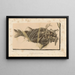 Recherches sur les poissons fossiles Pl188 - Louis Agassiz — framed artwork on a wall