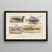 Recherches sur les poissons fossiles Pl. 190 - Louis Agassiz — framed artwork on a wall