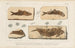 Recherches sur les poissons fossiles Pl191 - Louis Agassiz — artwork view