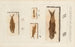 Recherches sur les poissons fossiles Pl195 - Louis Agassiz — artwork view