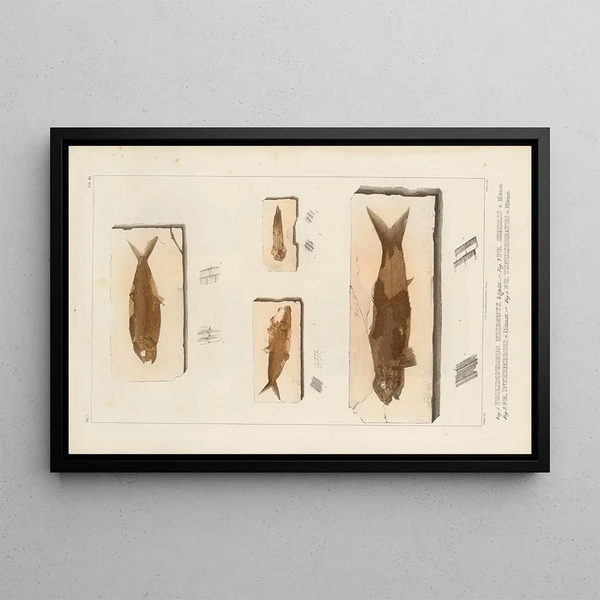 Recherches sur les poissons fossiles Pl195 - Louis Agassiz — framed artwork on a wall