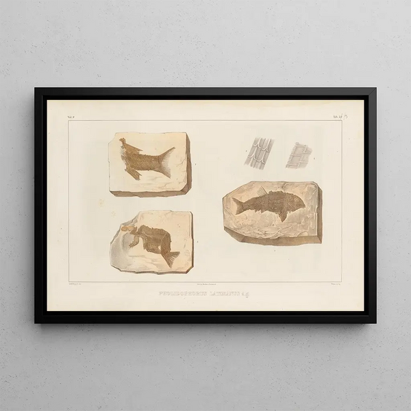 Recherches sur les poissons fossiles Pl. 197 - Louis Agassiz — framed artwork on a wall