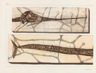 Recherches sur les poissons fossiles - Louis Agassiz — artwork view