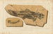 Recherches sur les poissons fossiles Pl204 - Louis Agassiz — artwork view