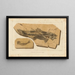 Recherches sur les poissons fossiles Pl204 - Louis Agassiz — framed artwork on a wall