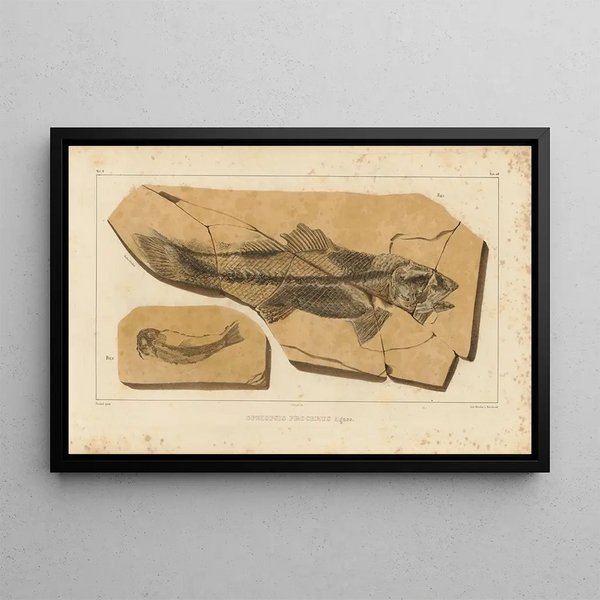 Recherches sur les poissons fossiles Pl204 - Louis Agassiz — framed artwork on a wall
