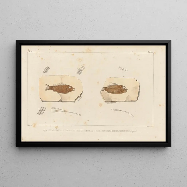Recherches sur les poissons fossiles Pl206 - Louis Agassiz — framed artwork on a wall