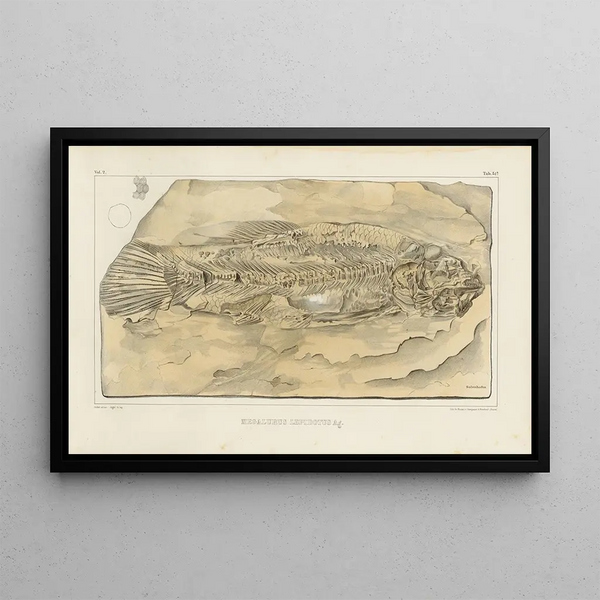 Recherches sur les poissons fossiles Pl208 - Louis Agassiz — framed artwork on a wall