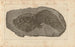 Recherches sur les poissons fossiles Pl213 - Louis Agassiz — artwork view
