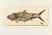 Recherches sur les poissons fossiles Pl216 - Louis Agassiz — artwork view