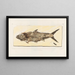 Recherches sur les poissons fossiles Pl216 - Louis Agassiz — framed artwork on a wall