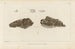 Recherches sur les poissons fossiles Pl. 217 - Louis Agassiz — artwork view