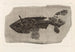 Recherches sur les poissons fossiles Pl219 - Louis Agassiz — artwork view