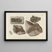 Recherches sur les poissons fossiles Pl221 - Louis Agassiz — framed artwork on a wall