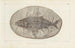 Recherches sur les poissons fossiles Pl223 - Louis Agassiz — artwork view
