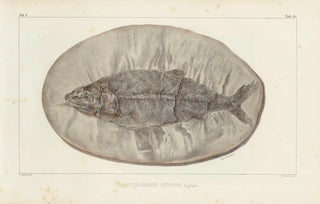 Recherches sur les poissons fossiles Pl223 - Louis Agassiz — artwork view