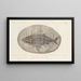 Recherches sur les poissons fossiles Pl223 - Louis Agassiz — framed artwork on a wall
